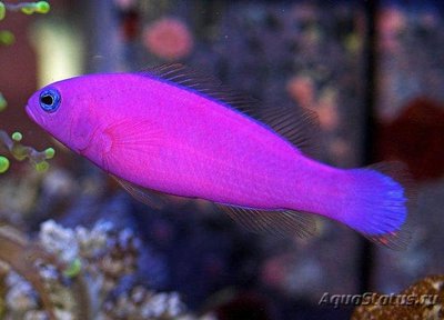 Псевдохромис фиолетовый (Pseudochromis porphyreus)