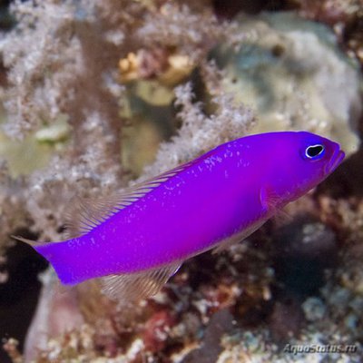 Псевдохромис фиолетовый (Pseudochromis porphyreus)