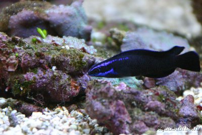 Псевдохромис спрингери (Pseudochromis springerii)