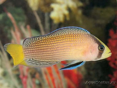 Псевдохромис роскошный (Pseudochromis splendens)