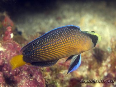 Псевдохромис роскошный (Pseudochromis splendens)