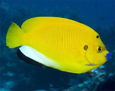 Аполемихт трехпятнистый (Синегубый ангел) (Apolemichthys trimaculatus)