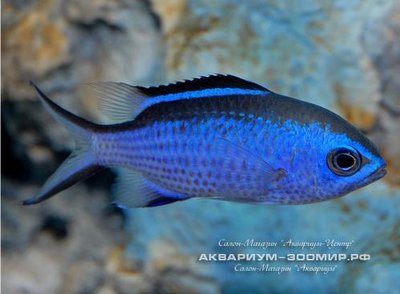 Хромис двухцветный (Chromis cyaneus)