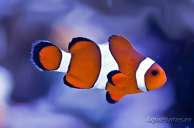 Клоун оцелярис (Amphiprion ocellaris)