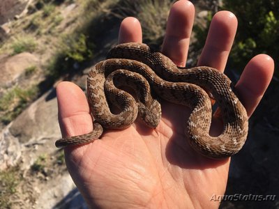 Фото Яичная змея африканская Dasypeltis scabra Common eag-eater  (photo#114649)