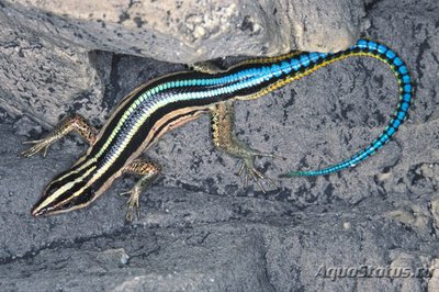 Фото Ящерица летающая голаспис синехвостая Holaspis guentheri Blue-tailed Gliding  (photo#114654)