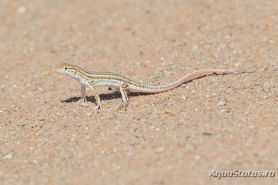 Фото Ящурка гребнепалая Боска Acanthodactylus boskianus Bosk s fringe-toed lizard  (photo#114655)