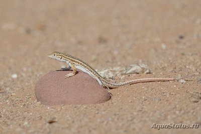 Фото Ящурка гребнепалая Боска Acanthodactylus boskianus Bosk s fringe-toed lizard  (photo#114656)