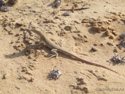 Фото Ящурка гребнепалая щитковая Acanthodactylus scutellatus  (photo#114657)