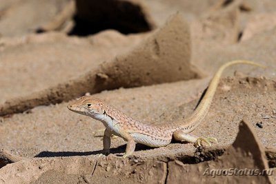 Фото Ящурка гребнепалая щитковая Acanthodactylus scutellatus  (photo#114658)