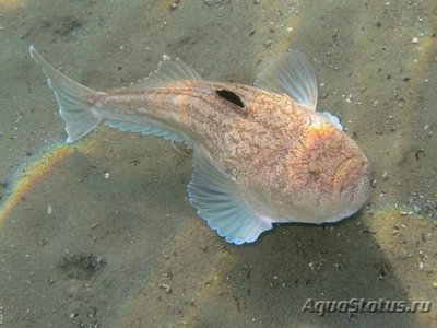 Корова морская , или Пятнистый зв­ездочет ( Uranoscopus scaber ) 