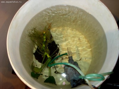 Мой аквариум Боцарий 280 литров bosmat  - DSC01292.JPG