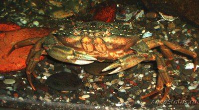 Фото Краб травяной Carcinus aestuarii  (photo#114864)