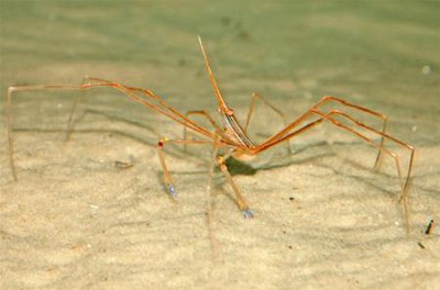 Фото Краб стрелоголовый стеноринкус Stenorhynchus seticornis  (photo#114900)