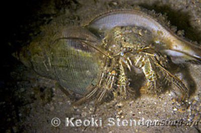 Фото Рак - отшельник зелёный полосатый Clibanarius vittatus  (photo#115008)