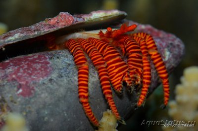 Фото Рак - отшельник красноногий Ciliopagurus strigatus  (photo#115011)