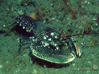 Фото Европейский Омар Homarus gammarus  (photo#115072)