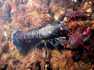 Фото Европейский Омар Homarus gammarus  (photo#115073)