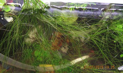 Фото Ситняг живородящий Eleocharis vivipara  (photo#115086)