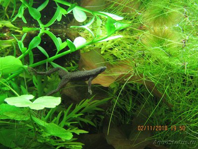 Фото Ситняг живородящий Eleocharis vivipara  (photo#115088)