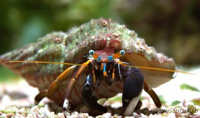 Фото Рак - отшельник ,, Зебра ,, африканский , леворукий - карликовый Calcinus laevimanus  (photo#115117)