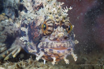 Собака японская мохнато-головая  (Chirolophis japonicus)