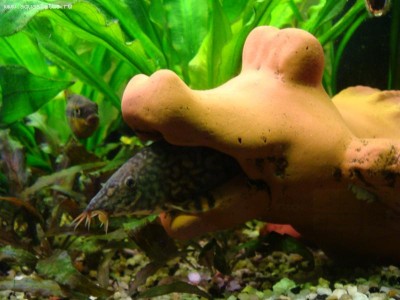 Мой аквариум Боцарий 280 литров bosmat  - foto 1178.jpg