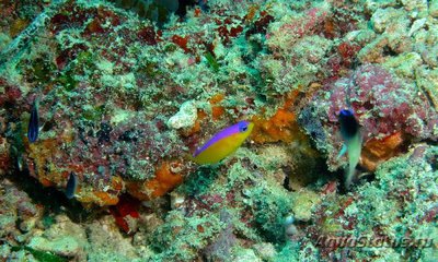 Фото Псевдохромис диадема Pseudochromis diadema  (photo#115249)