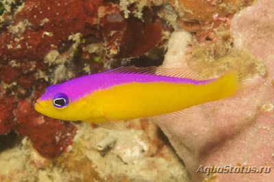 Фото Псевдохромис диадема Pseudochromis diadema  (photo#115251)