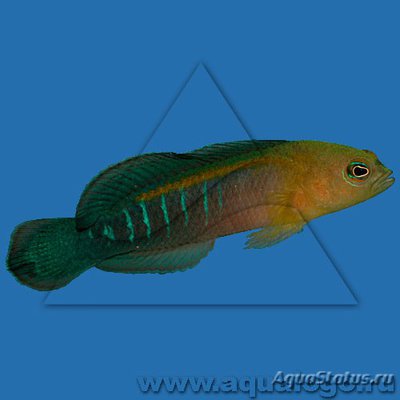 Псевдохромис волнистый голубополосый (Pseudochromis cyanotaenia)