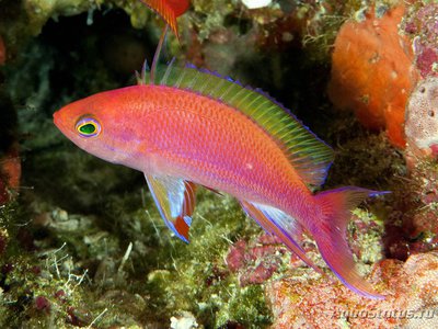 Псевдоантиас (Pseudanthias pulcherrimus)