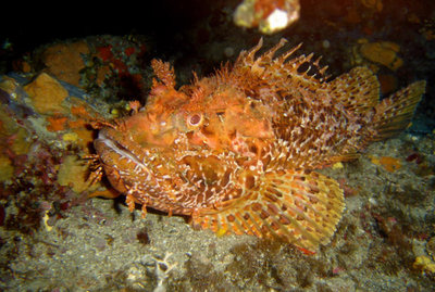 Скорпена золотистая ( Scorpaena scrofa )