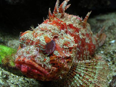 Скорпена золотистая ( Scorpaena scrofa )