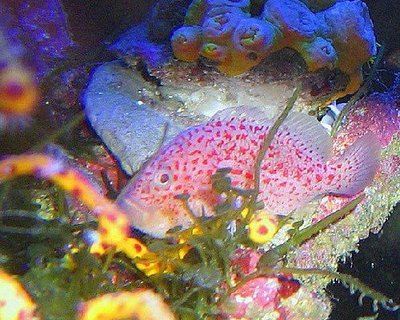 Ползун рифовый крапчатый ( Саracanthus maculatus )