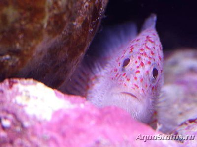 Ползун рифовый крапчатый ( Саracanthus maculatus )