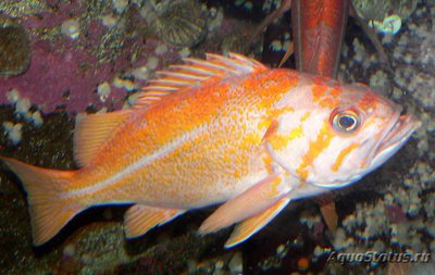 Фото Окунь морской канареечный Sebastes pinniger  (photo#115328)