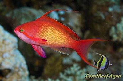 Окунь цветной флаговый (Pseudanthias squamipinnis)