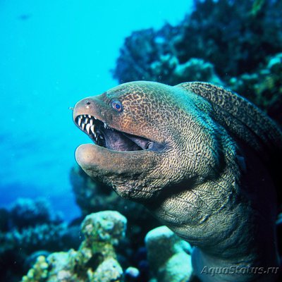 Мурена гигантская  (Gymnothorax javanicus)