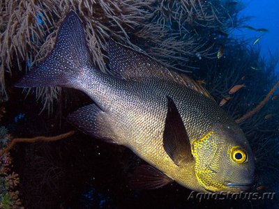 Маколор пятнистый (Macolor macularis)