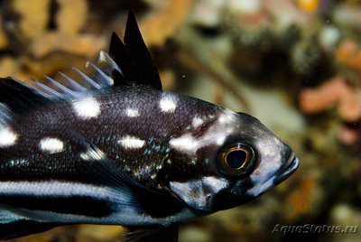 Маколор пятнистый (Macolor macularis)