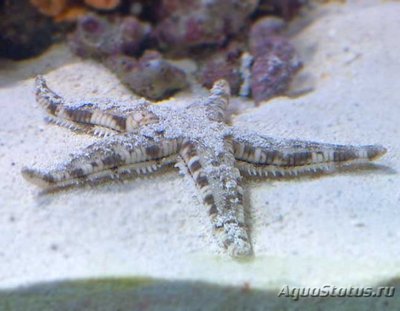 Фото Звезда песчаная Astropecten polycanthus  (photo#115479)