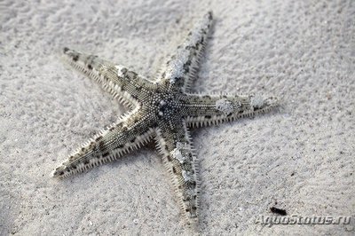 Фото Звезда песчаная Astropecten polycanthus  (photo#115480)