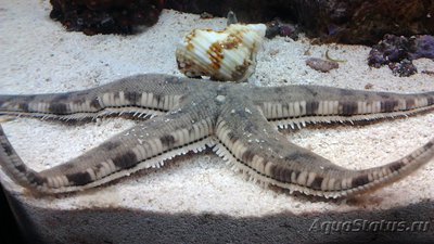 Фото Звезда песчаная Astropecten polycanthus  (photo#115481)