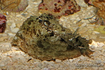 Фото Заяц морской Долабелла Dolabella auricularia  (photo#115570)