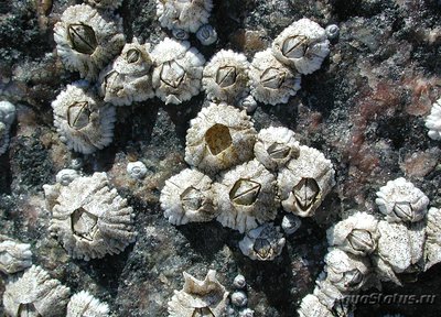 Фото Балянус Balanus amphitrite  (photo#115585)