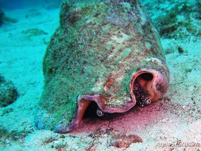 Фото Стромбус гигантский , или Королевский Lobatus gigas  (photo#115592)