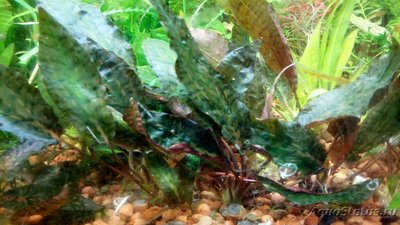 Опознание аквариумных растений - DSC_0380.JPG