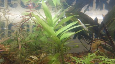 Опознание аквариумных растений - DSC00733.JPG