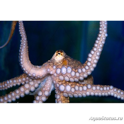 Фото Осьминог Octopus sp.  (photo#115852)