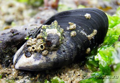 Мидия среднеземноморская ( Mytilus  galloprovincialis )